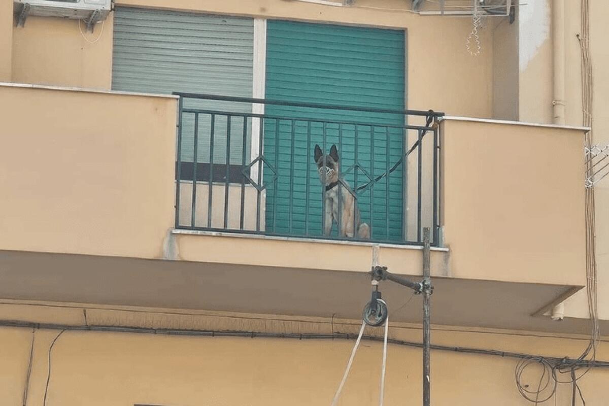 PALERMO, CANE LEGATO AL BALCONE E CON LA MUSERUOLA, INTERVENTO DELLA POLIZIA MUNICIPALE - 