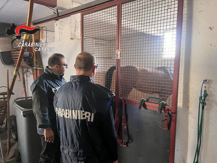 CATANIA, I CARABINIERI SCOPRONO UNA STALLA ILLEGALE A PICANELLO: TROVATI ANCHE FARMACI PER USO VETERINARIO
