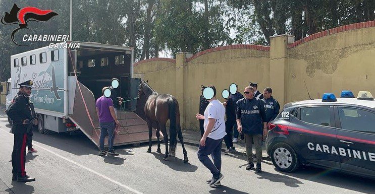 CATANIA, I CARABINIERI SCOPRONO UNA STALLA ILLEGALE A PICANELLO: TROVATI ANCHE FARMACI PER USO VETERINARIO
