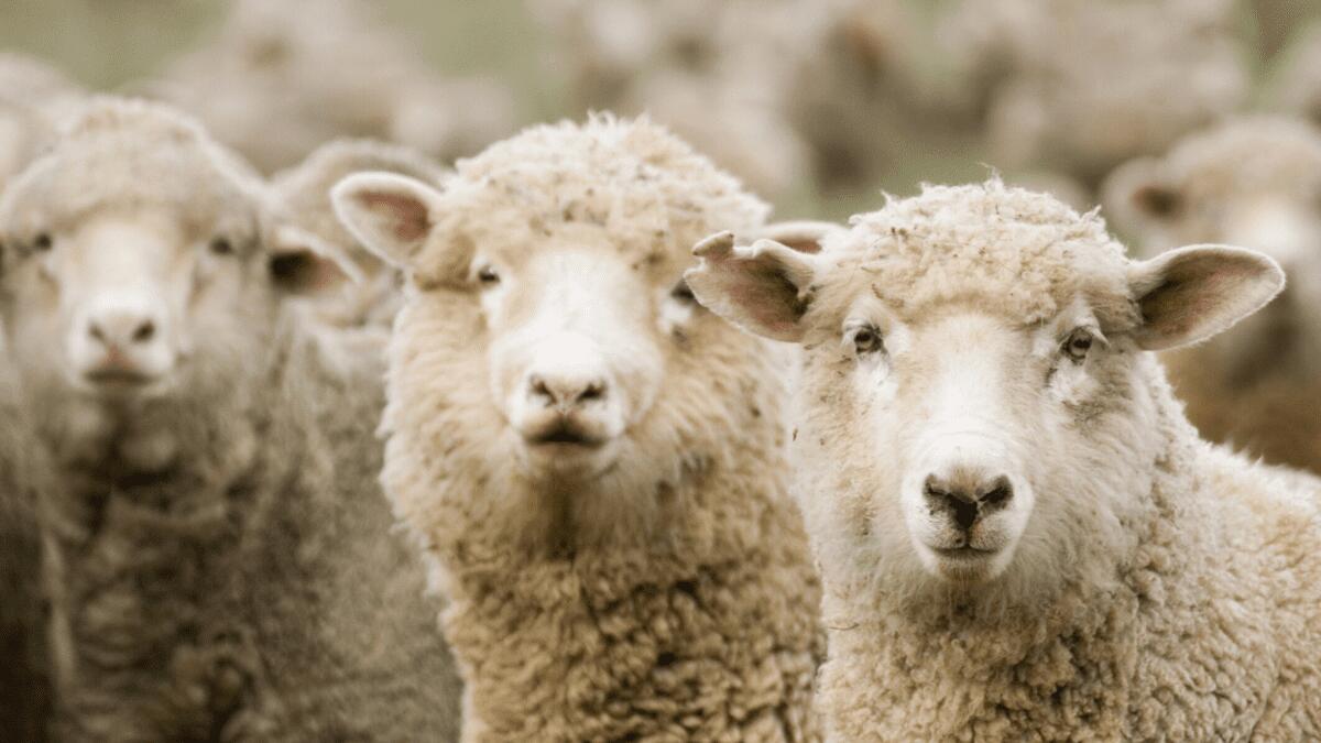 FRANCIA, QUATTRO PECORE ISCRITTE A SCUOLA PER NON FAR CHIUDERE LA CLASSE - 