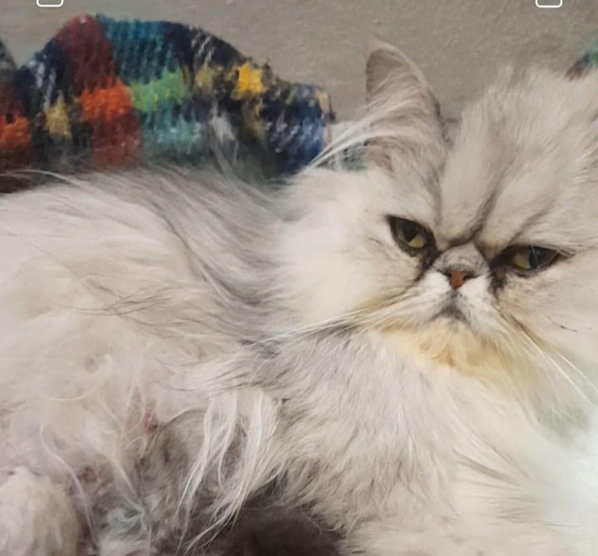 SOS ANIMALI: SMARRITA GATTA PERSIANA A SCALA VECCHIA - OFFRESI RICOMPENSA - 