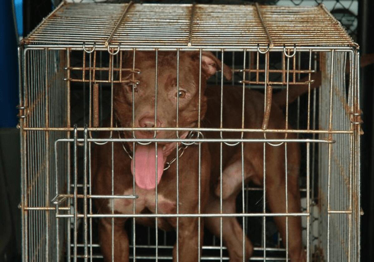 NUOVA TRAGEDIA. VERCELLI, BIMBO DI 5 MESI MUORE AZZANNATO DA UN PITBULL. ERA IN BRACCIO ALLA NONNA. - 