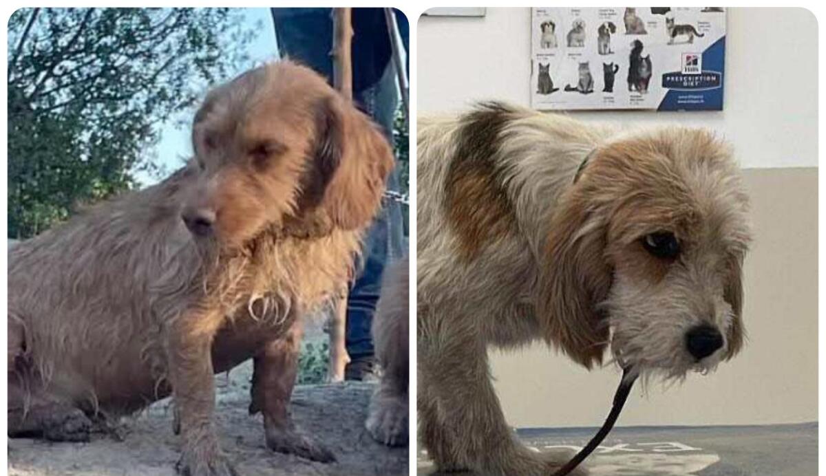 CERCASI CAGNOLINE SMARRITE NELLA ZONA SAN MARCO: APPELLO AI CITTADINI - 
