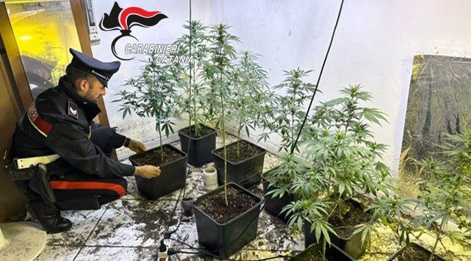 CATANIA. REALIZZANO UNA SERRA DI MARIJUANA IN UNA CASA LASCIATA SFITTA DA UNA DONNA, CACCIA AI PUSHER