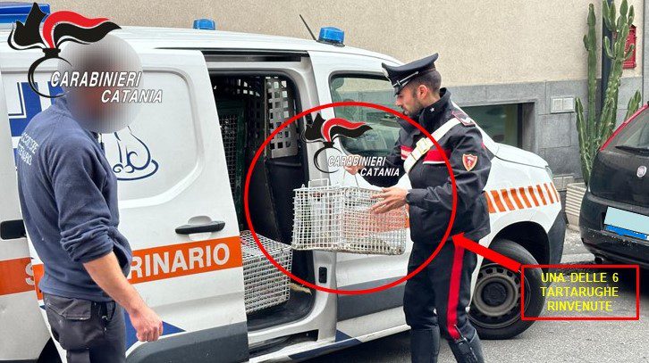 CATANIA. REALIZZANO UNA SERRA DI MARIJUANA IN UNA CASA LASCIATA SFITTA DA UNA DONNA, CACCIA AI PUSHER