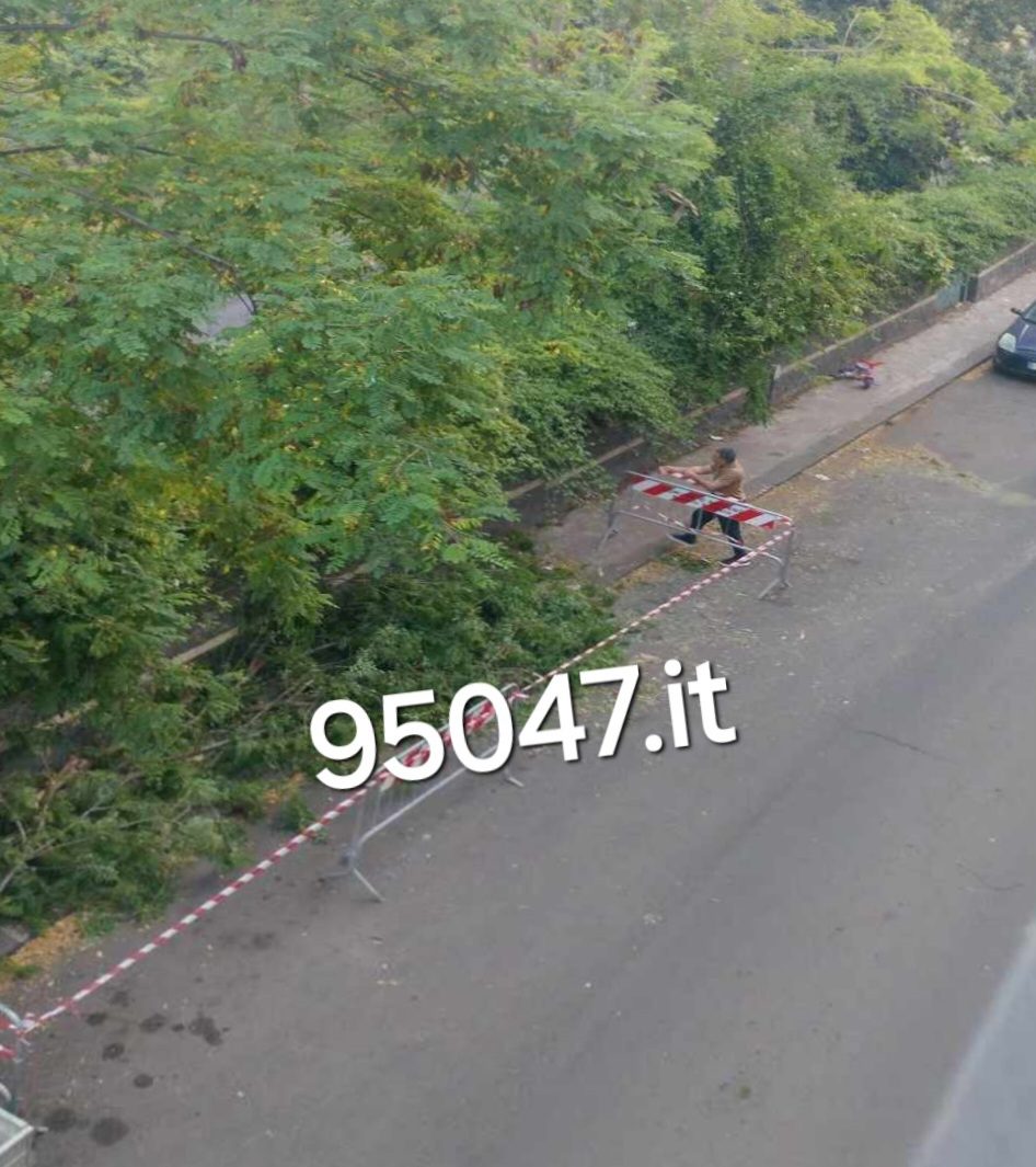 PATERNO' – RAMO PERICOLANTE IN VIA LIBERTA. INTERVENUTI I VVF E POLIZIA MUNICIPALE