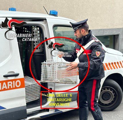 CATANIA. REALIZZANO UNA SERRA DI MARIJUANA IN UNA CASA LASCIATA SFITTA DA UNA DONNA, CACCIA AI PUSHER