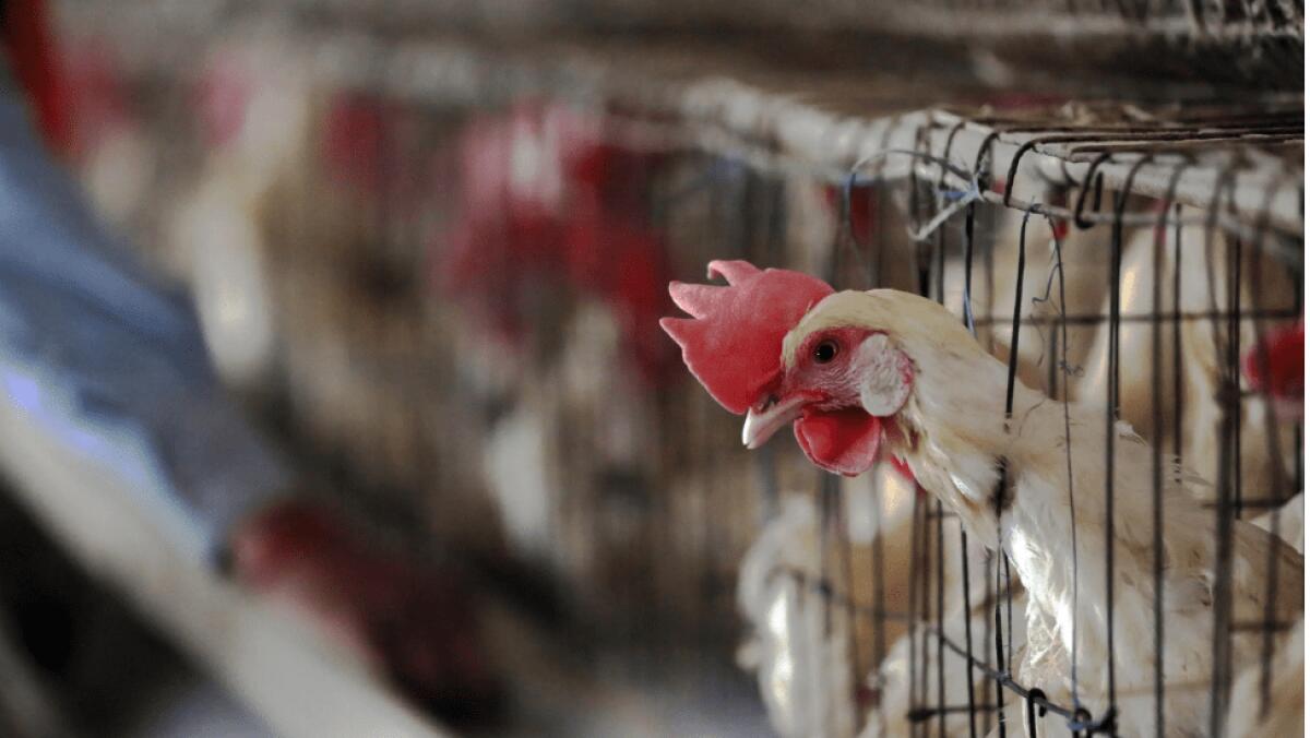 INFLUENZA AVIARIA, UN MORTO IN MESSICO: È IL PRIMO CASO UMANO AL MONDO DI VIRUS H5N2 - 