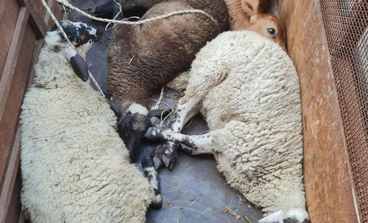 ADRANO. ANIMALI TRASPORTATI SENZA AUTORIZZAZIONE E IN CONDIZIONI PIETOSE, DENUNCIATO DAGLI AGENTI DI 38ENNE DI TORTORICI - 