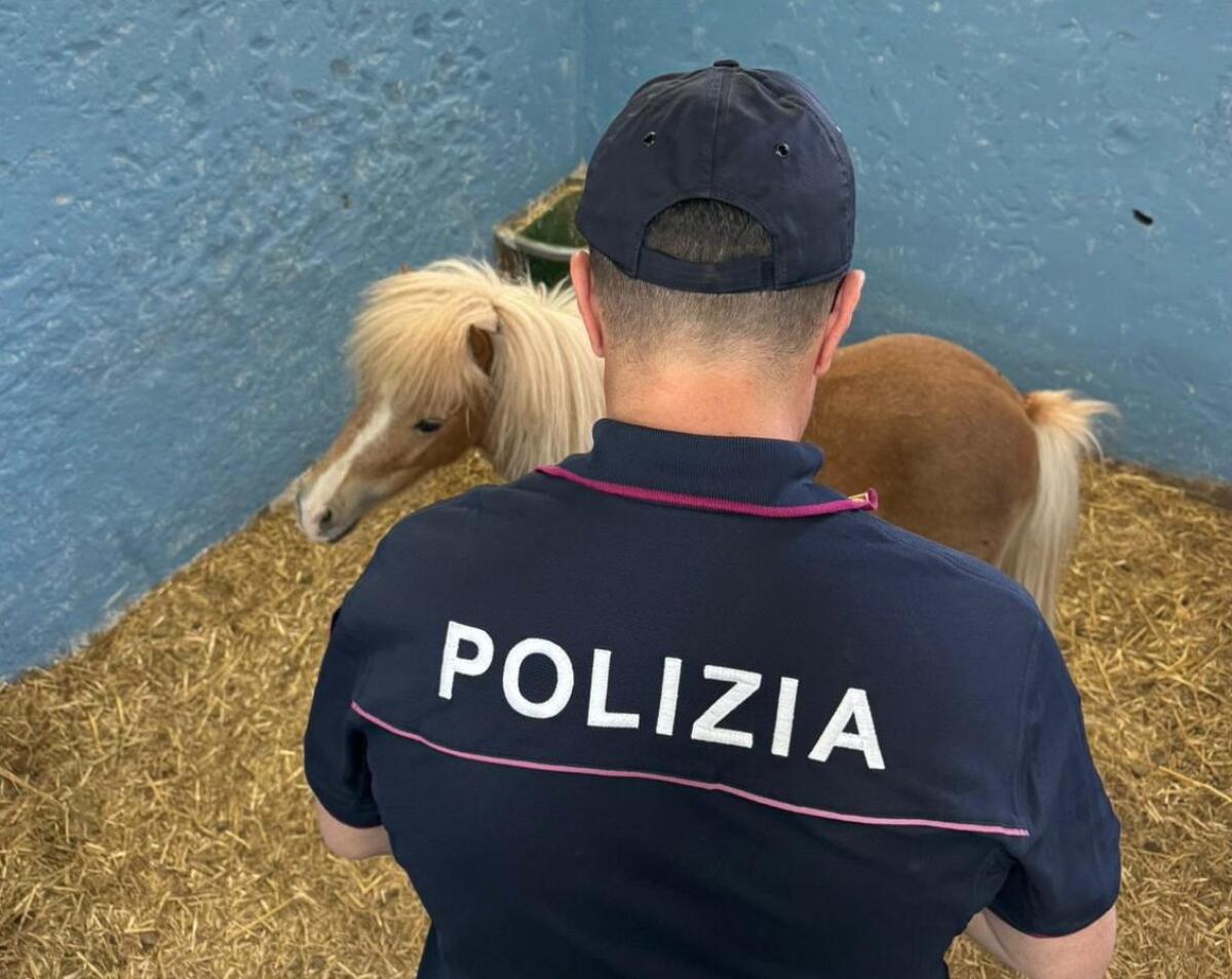 CATANIA. CAVALLI TENUTI IRREGOLARMENTE E SPACCIO DI DROGA, DUE ARRESTI IDENTIFICATE 40 PERSONE - 