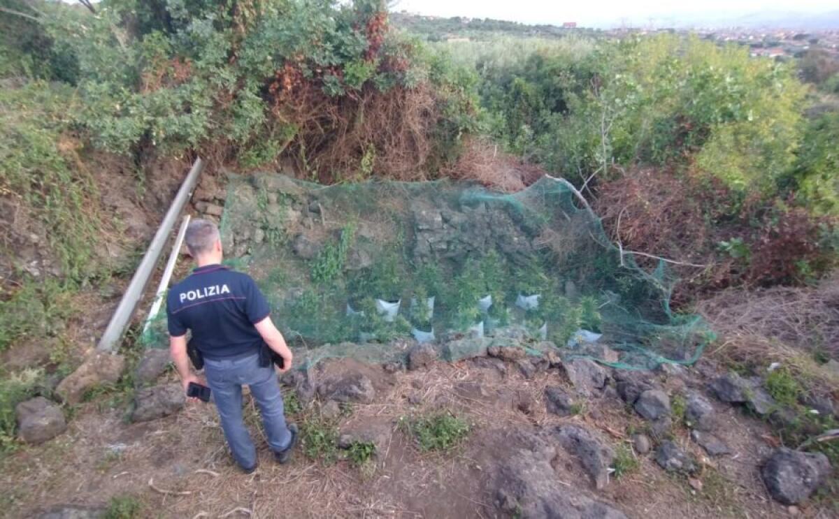 ADRANO. TROVATA PIANTAGIONE DI DROGA IN UN TERRENO ABBANDONATO , DUE ARRESTI - 