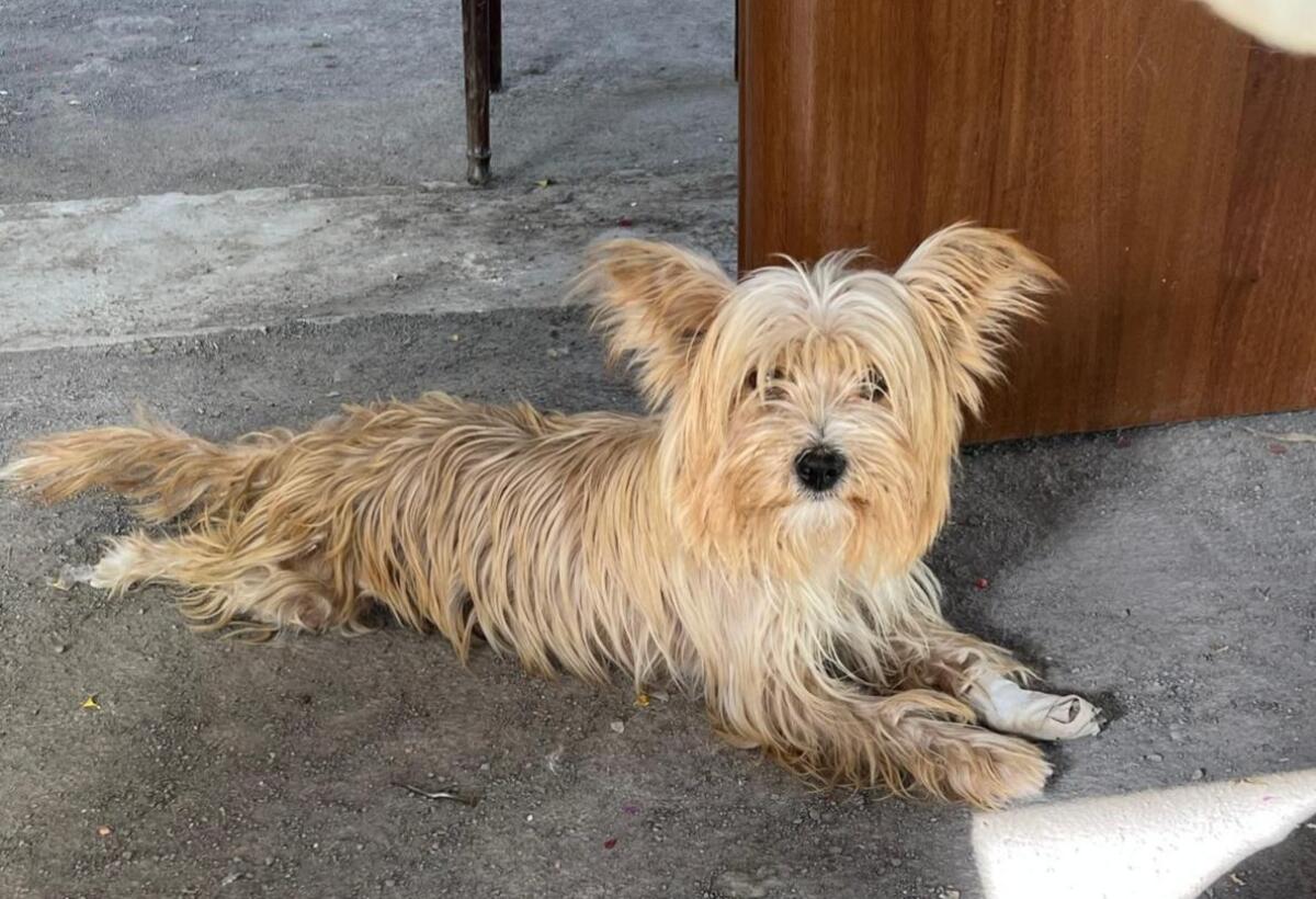 RUBRICA SOS ANIMALI: SMARRITO CANE YORKSHIRE IN ZONA GIACONIA - PALAZZOLO - 