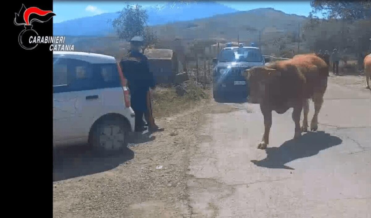 RANDAZZO, MANIACE. TRANSUMANZA ABUSIVA. UNA DENUNCIA E SANZIONI PER 26MILA EURO NEI CONFRONTI DI 5 IMPRENDITORI AGRICOLI - 