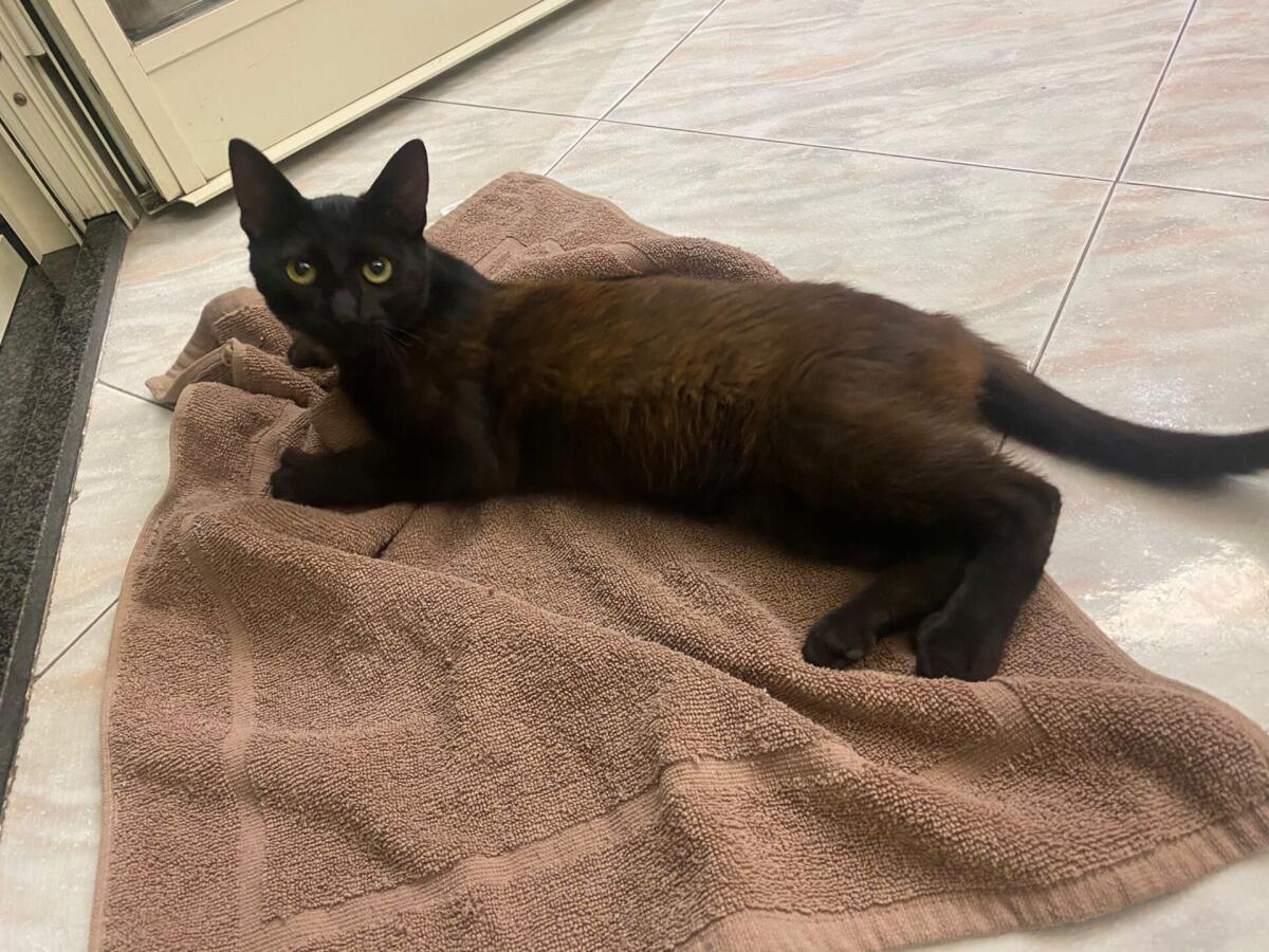 GATTO SMARRITO NELLA ZONA SCALA VECCHIA: CERCA CASA O PROPRIETARIO - 