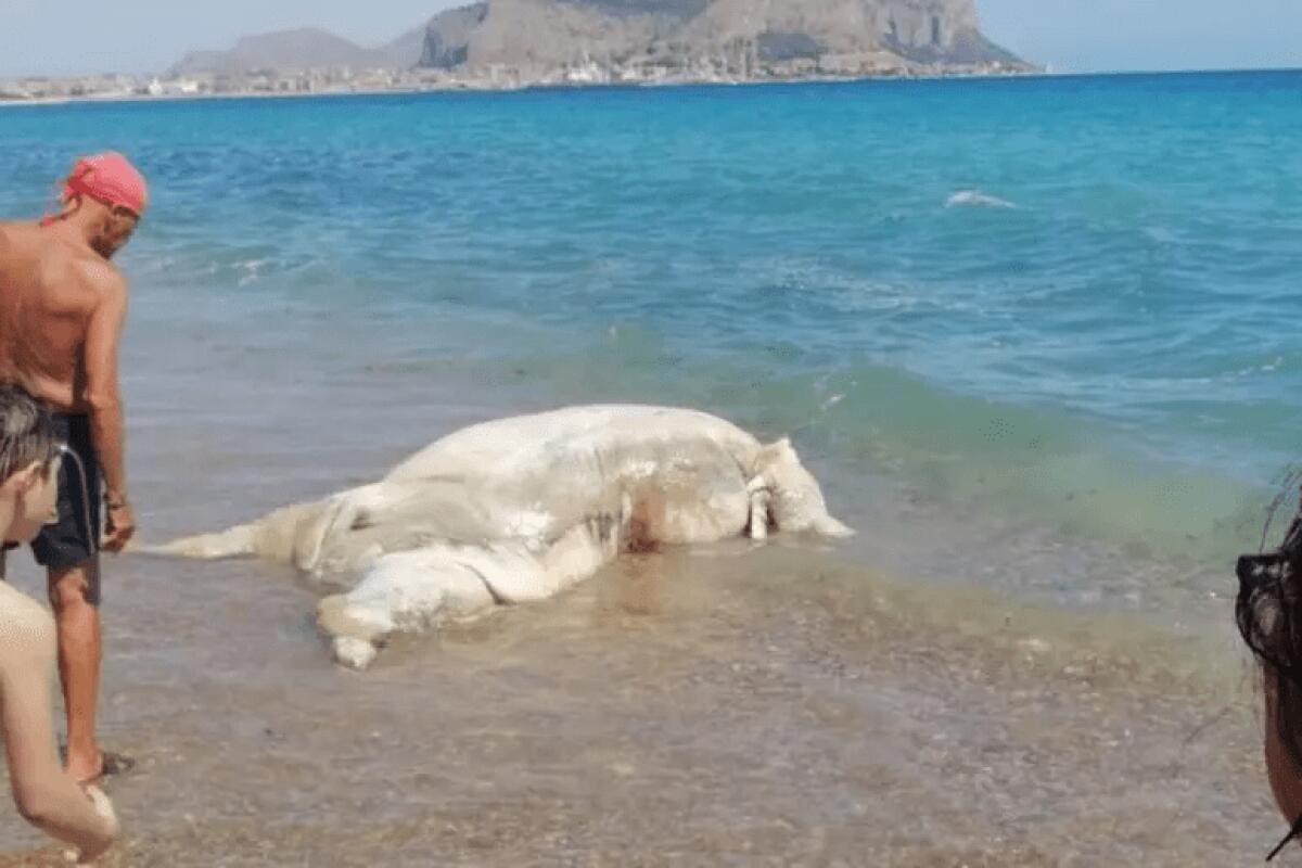 PALERMO, UN VITELLO MORTO SULLA SPIAGGIA DI ROMAGNOLO: LO STUPORE DEI BAGNANTI - 