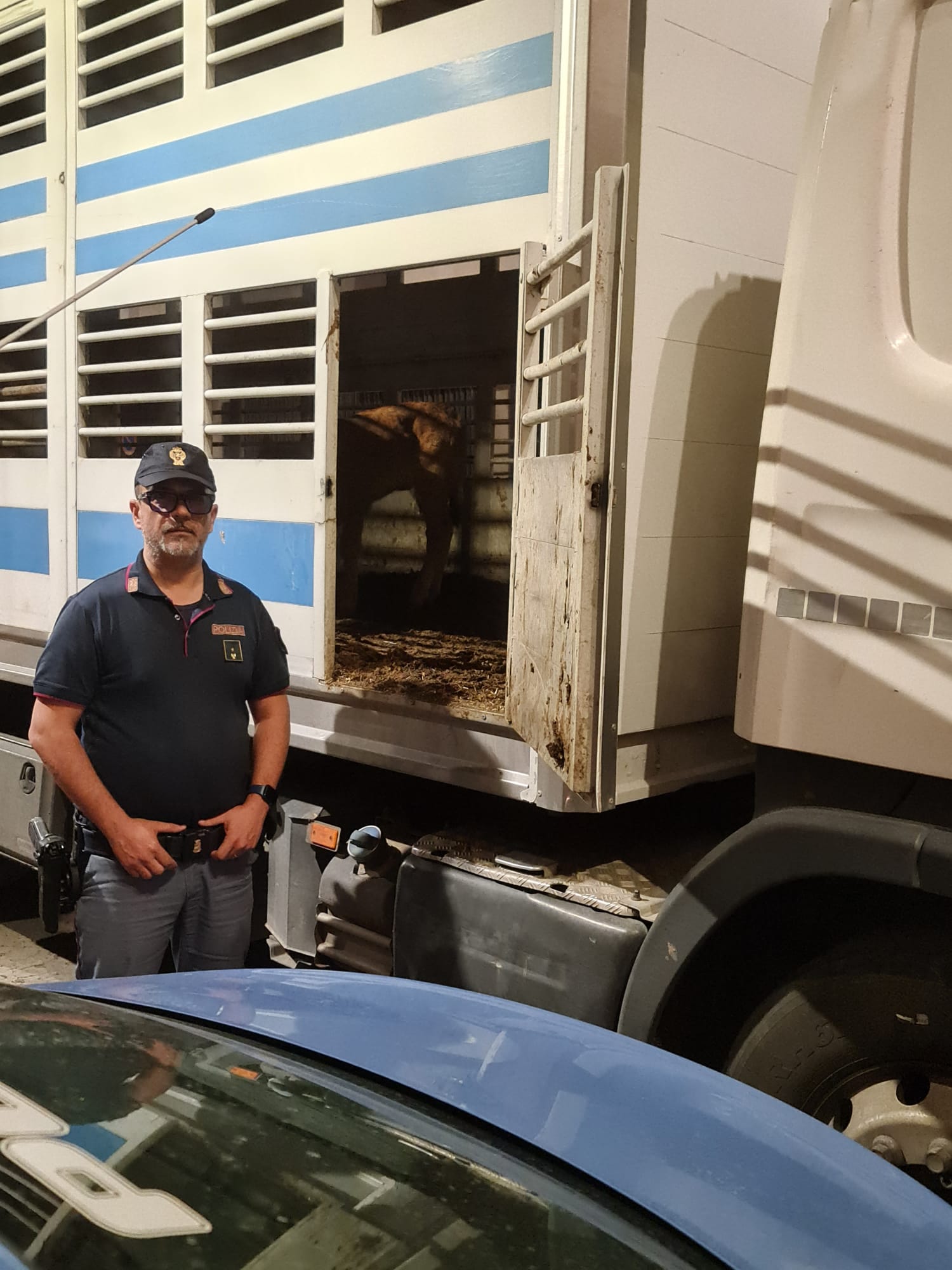 ADRANO. ANIMALI TRASPORTATI SENZA AUTORIZZAZIONE E IN CONDIZIONI PIETOSE, DENUNCIATO DAGLI AGENTI DI 38ENNE DI TORTORICI