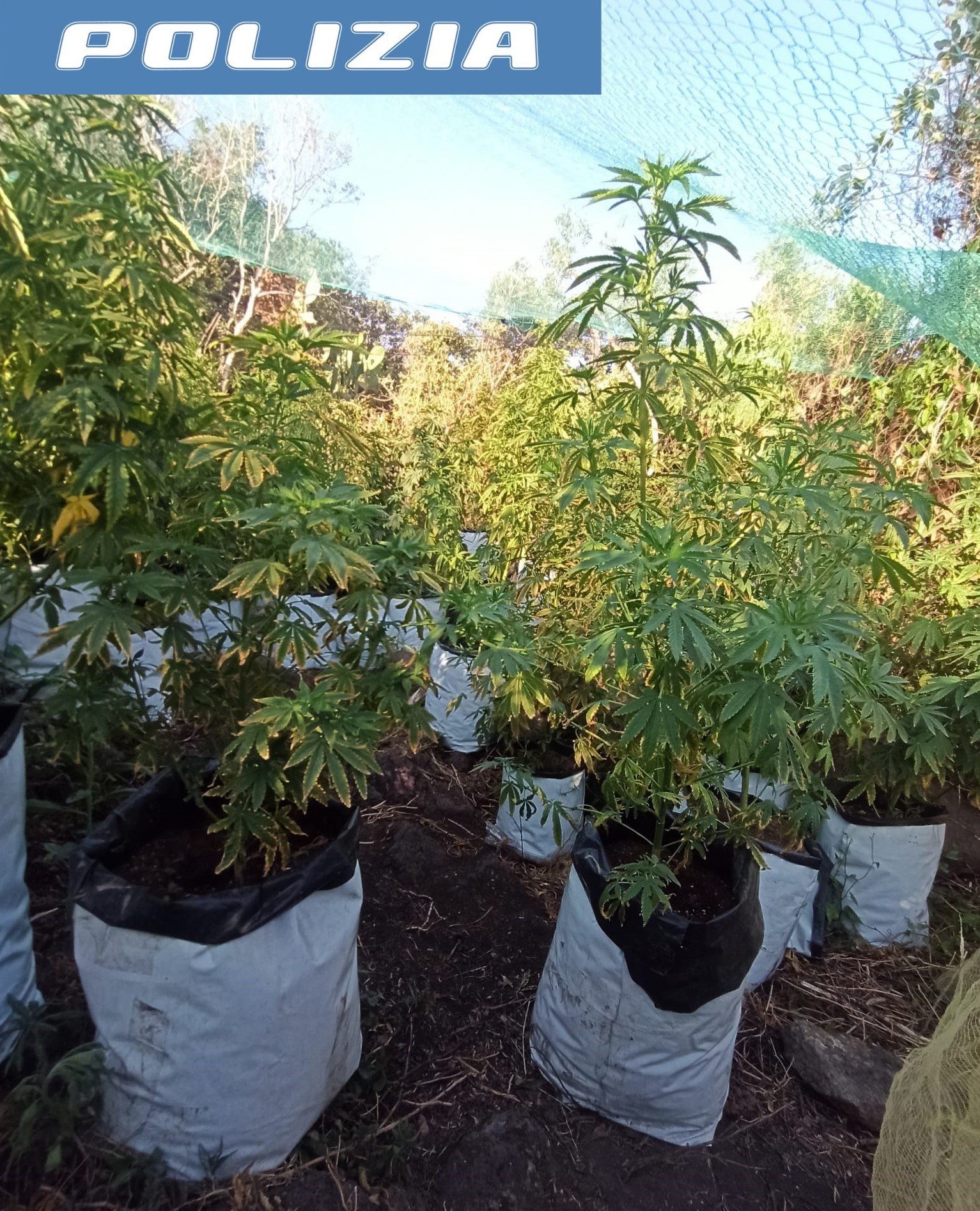 ADRANO. TROVATA PIANTAGIONE DI DROGA IN UN TERRENO ABBANDONATO , DUE ARRESTI