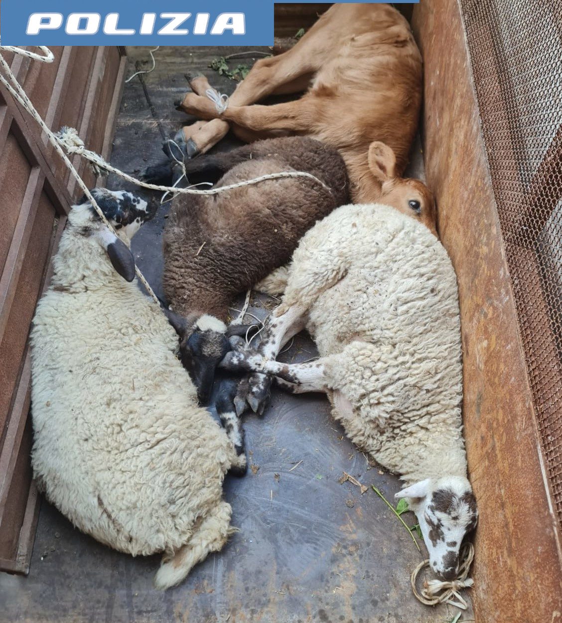 ADRANO. ANIMALI TRASPORTATI SENZA AUTORIZZAZIONE E IN CONDIZIONI PIETOSE, DENUNCIATO DAGLI AGENTI DI 38ENNE DI TORTORICI