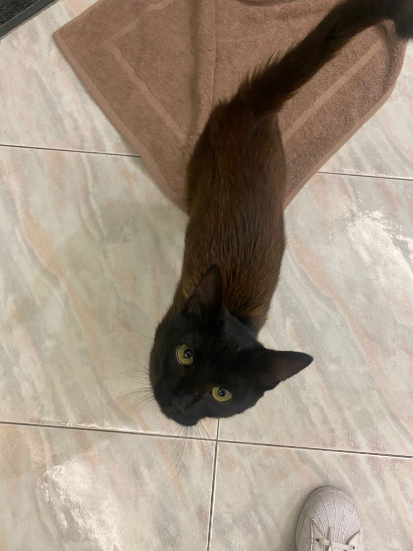 GATTO SMARRITO NELLA ZONA SCALA VECCHIA: CERCA CASA O PROPRIETARIO