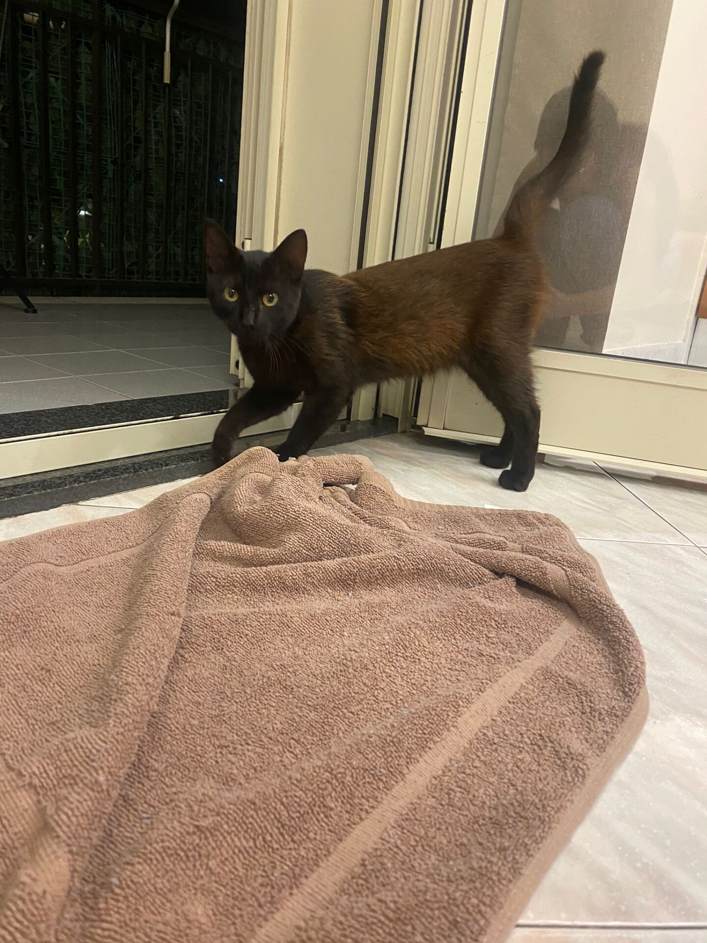 GATTO SMARRITO NELLA ZONA SCALA VECCHIA: CERCA CASA O PROPRIETARIO