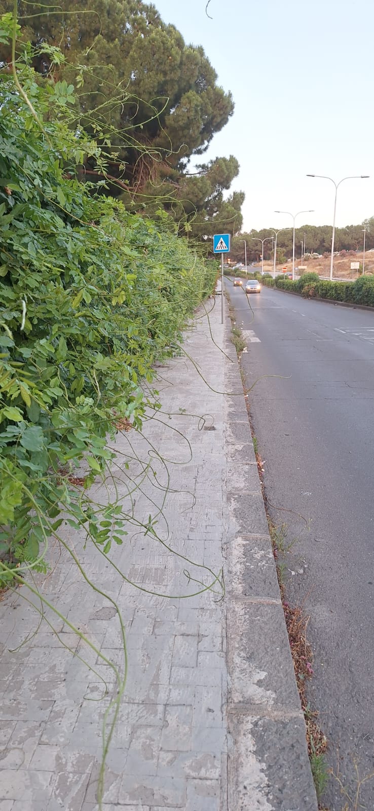 PATERNO'. NUOVI EPISODI DI INCIVILTÀ AL PARCO DEL SOLE E SEGNALAZIONI DI DEGRADO SU CORSO ITALIA DAI NOSTRI LETTORI