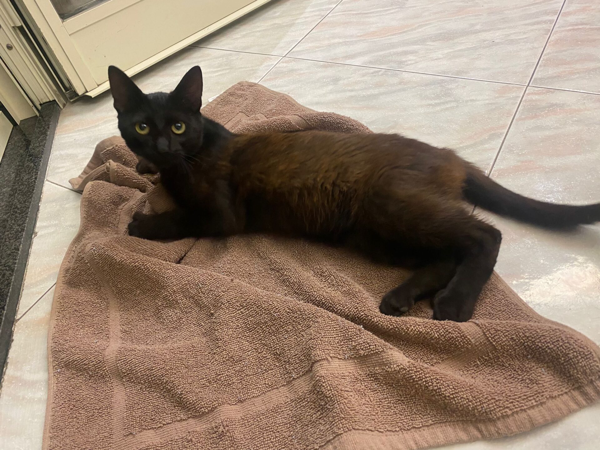 GATTO SMARRITO NELLA ZONA SCALA VECCHIA: CERCA CASA O PROPRIETARIO