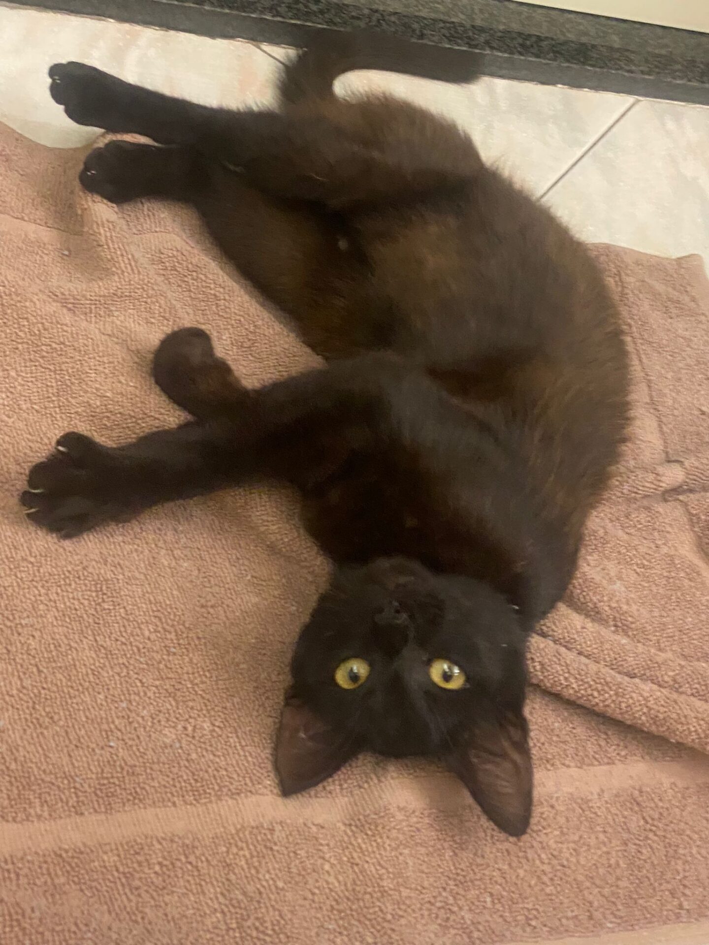 GATTO SMARRITO NELLA ZONA SCALA VECCHIA: CERCA CASA O PROPRIETARIO