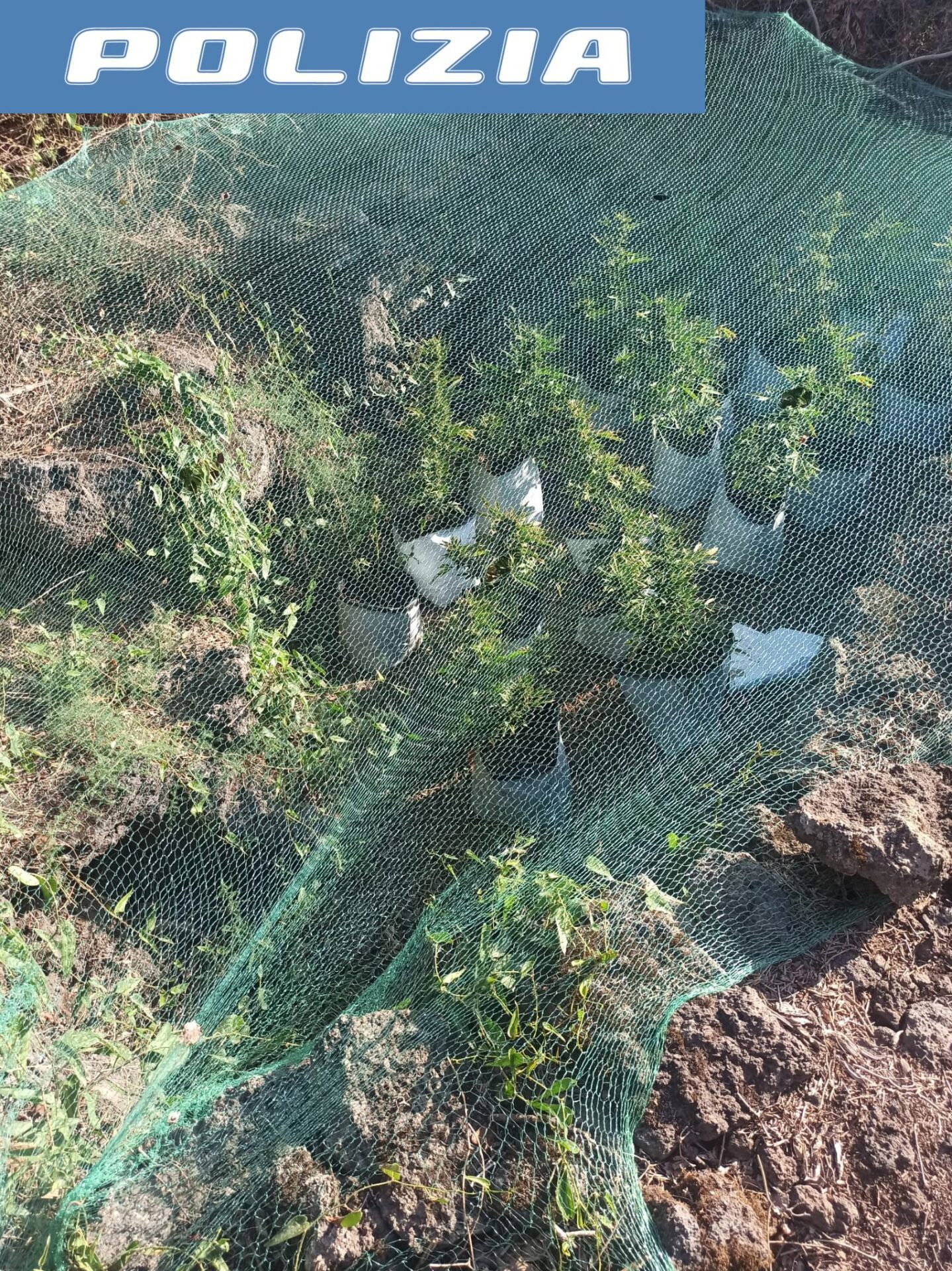 ADRANO. TROVATA PIANTAGIONE DI DROGA IN UN TERRENO ABBANDONATO , DUE ARRESTI