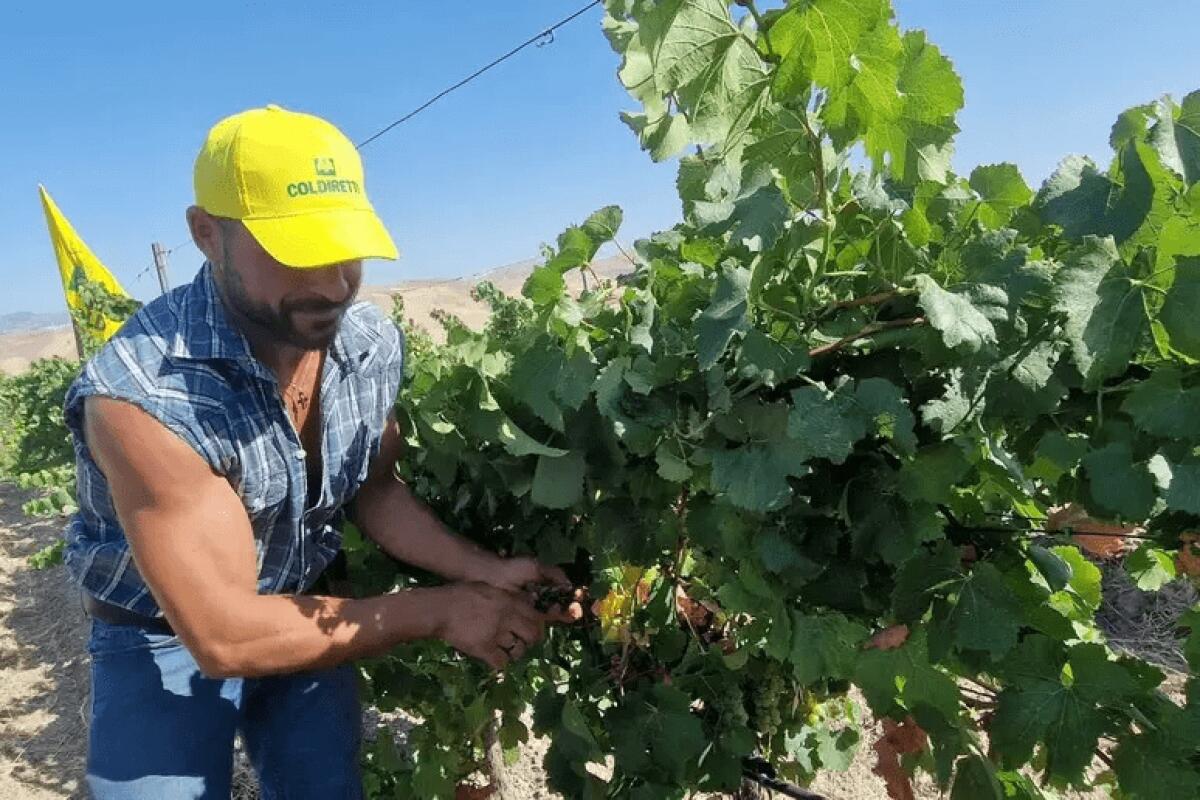 COLDIRETTI: VENDEMMIA ANTICIPATA A CAUSA DEL CALDO SENZA PRECEDENTI - 