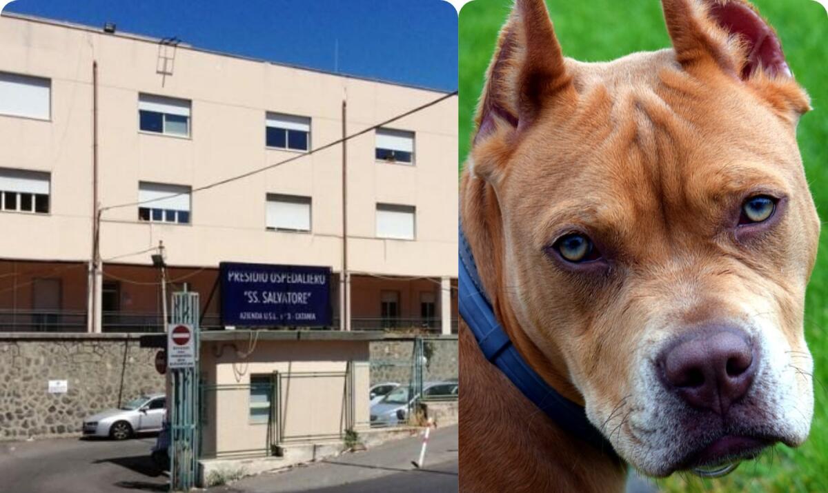 PATERNÒ: BAMBINA GRAVEMENTE FERITA DA PITBULL, TRASFERITA D'URGENZA A NESIMA - 