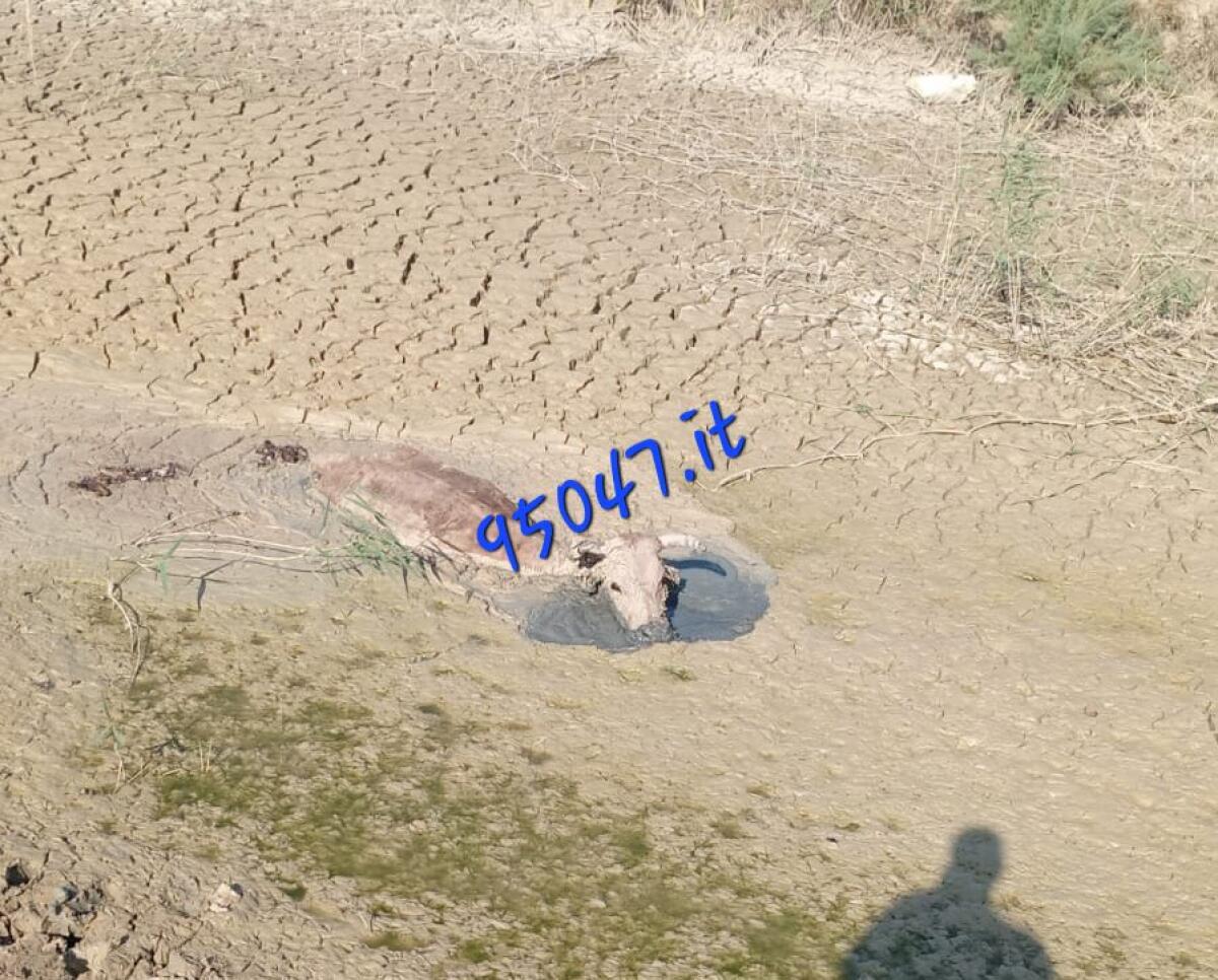 DISAVVENTURA INSOLITA A PATERNÒ: MUCCA RIMANE INTRAPPOLATA IN UN FOSSATO, SALVATA DA AGRICOLTORI DOPO ORE DI LAVORO - 