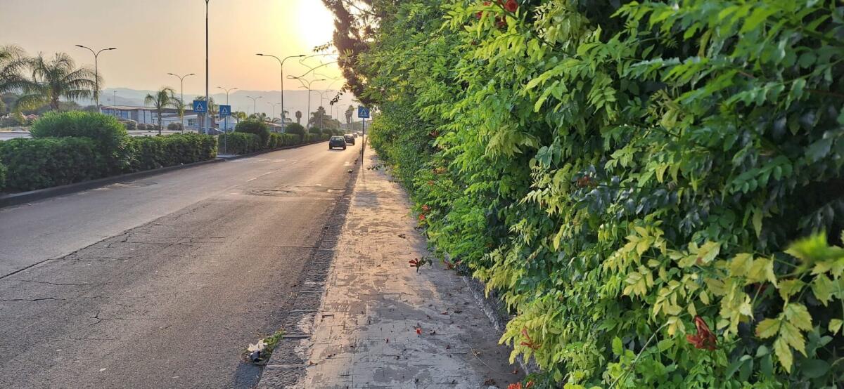 RICEVIAMO E PUBBLICHIAMO: DEGRADO SU CORSO ITALIA, VEGETAZIONE INCOLTA OSTACOLA IL PASSAGGIO PEDONALE - 