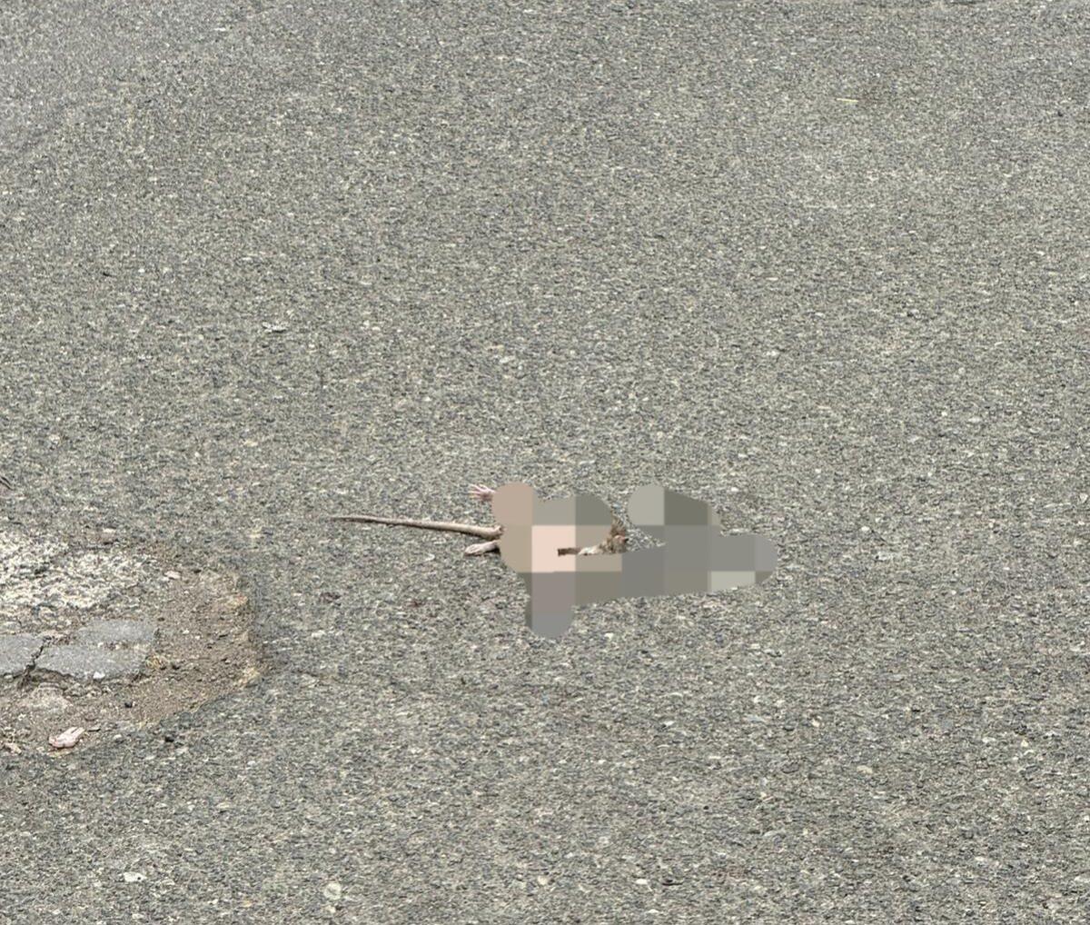 PATERNO': RATTI IN VIA MEDAGLIE D’ORO, LA SEGNALAZIONE DEI RESIDENTI - 