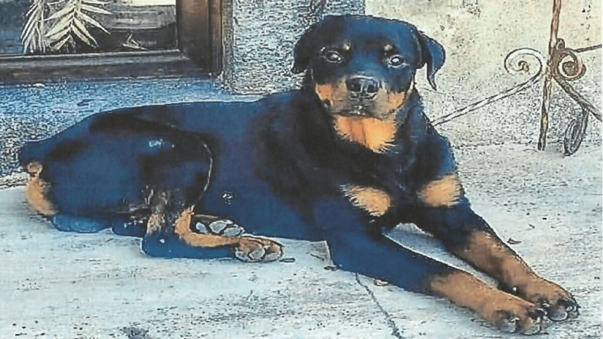 ORDINANZA DEL SINDACO DI SANTA MARIA DI LICODIA PER RINTRACCIARE IL ROTTWEILER CHE HA AGGREDITO DUE BAMBINI, UNO A PATERNÒ - 
