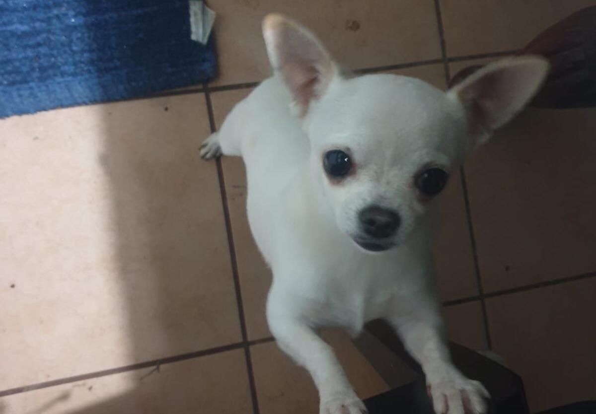 ANNUNCIO RUBRICA SOS ANIMALI: CHIHUAHUA SMARRITO ZONA SCHETTINO - 