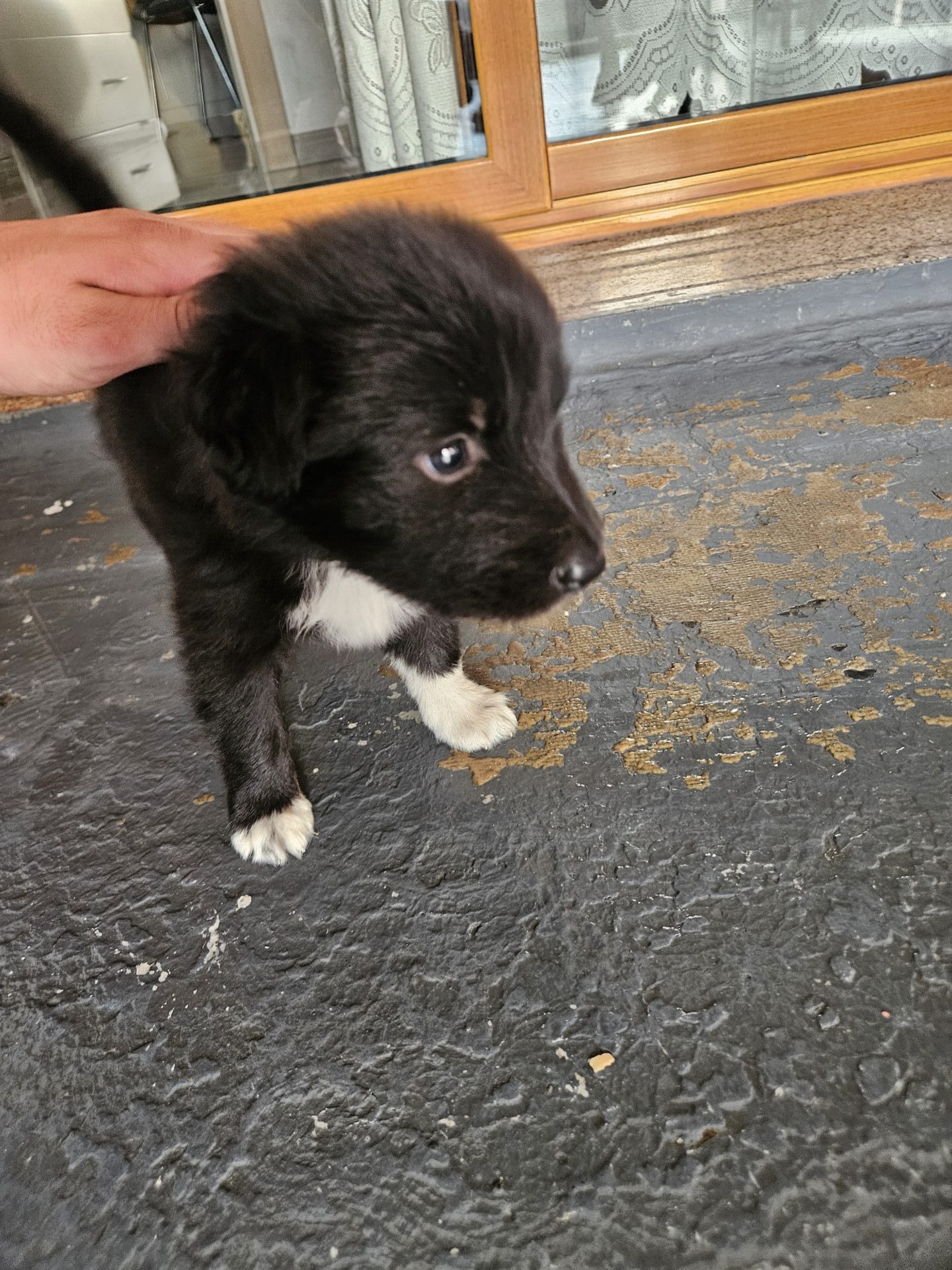 PATERNO'. DUE CUCCIOLE ABBANDONATE : AIUTIAMOLI A TROVARE UNA CASA