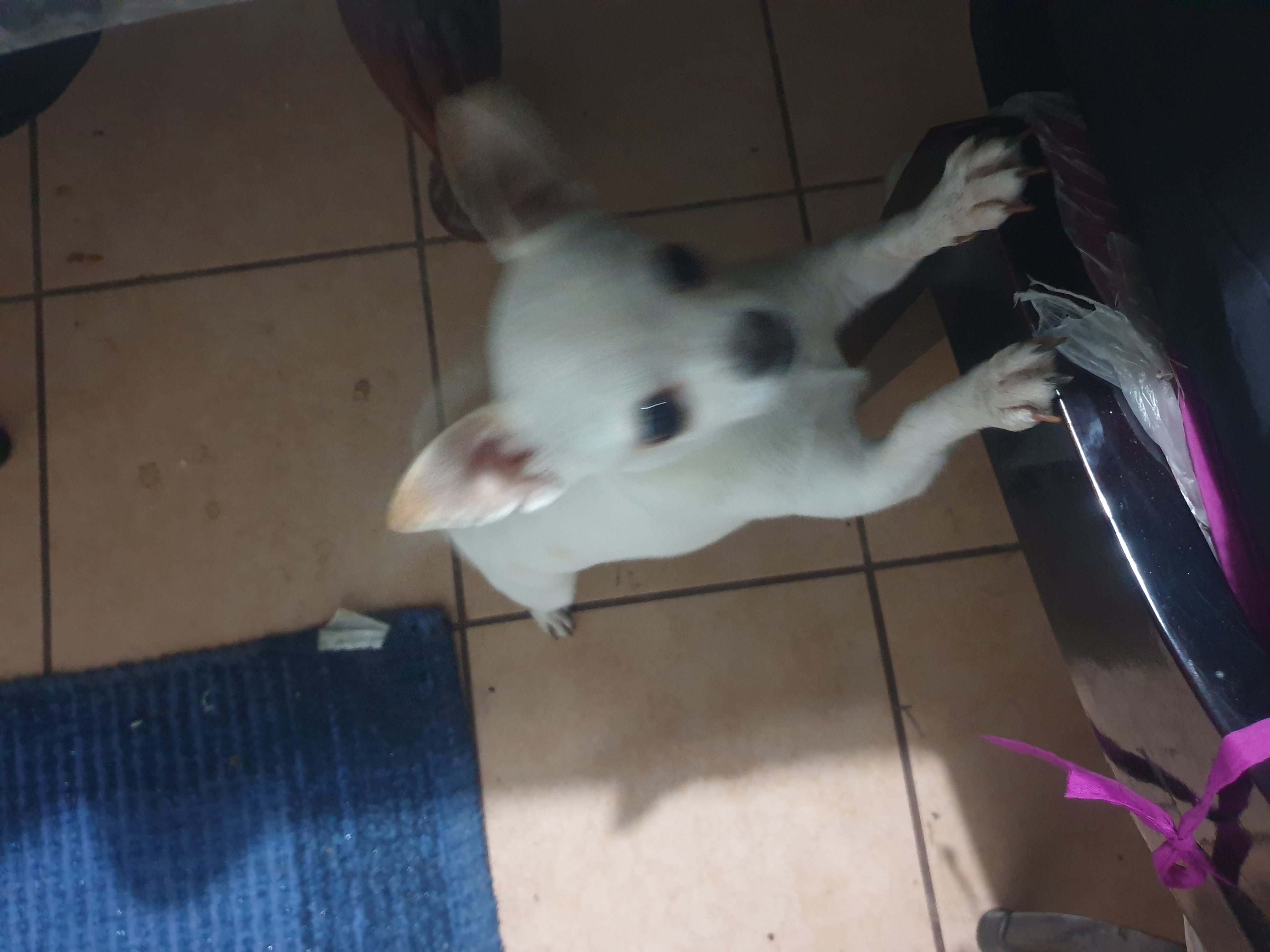 ANNUNCIO RUBRICA SOS ANIMALI: CHIHUAHUA SMARRITO ZONA SCHETTINO