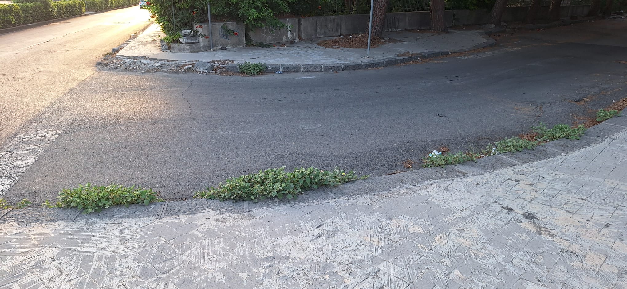 RICEVIAMO E PUBBLICHIAMO: DEGRADO SU CORSO ITALIA, VEGETAZIONE INCOLTA OSTACOLA IL PASSAGGIO PEDONALE