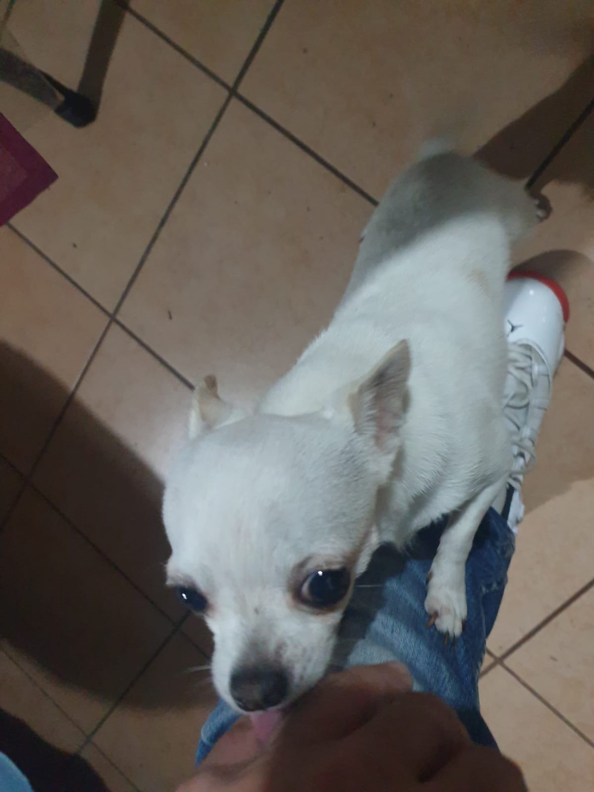 ANNUNCIO RUBRICA SOS ANIMALI: CHIHUAHUA SMARRITO ZONA SCHETTINO