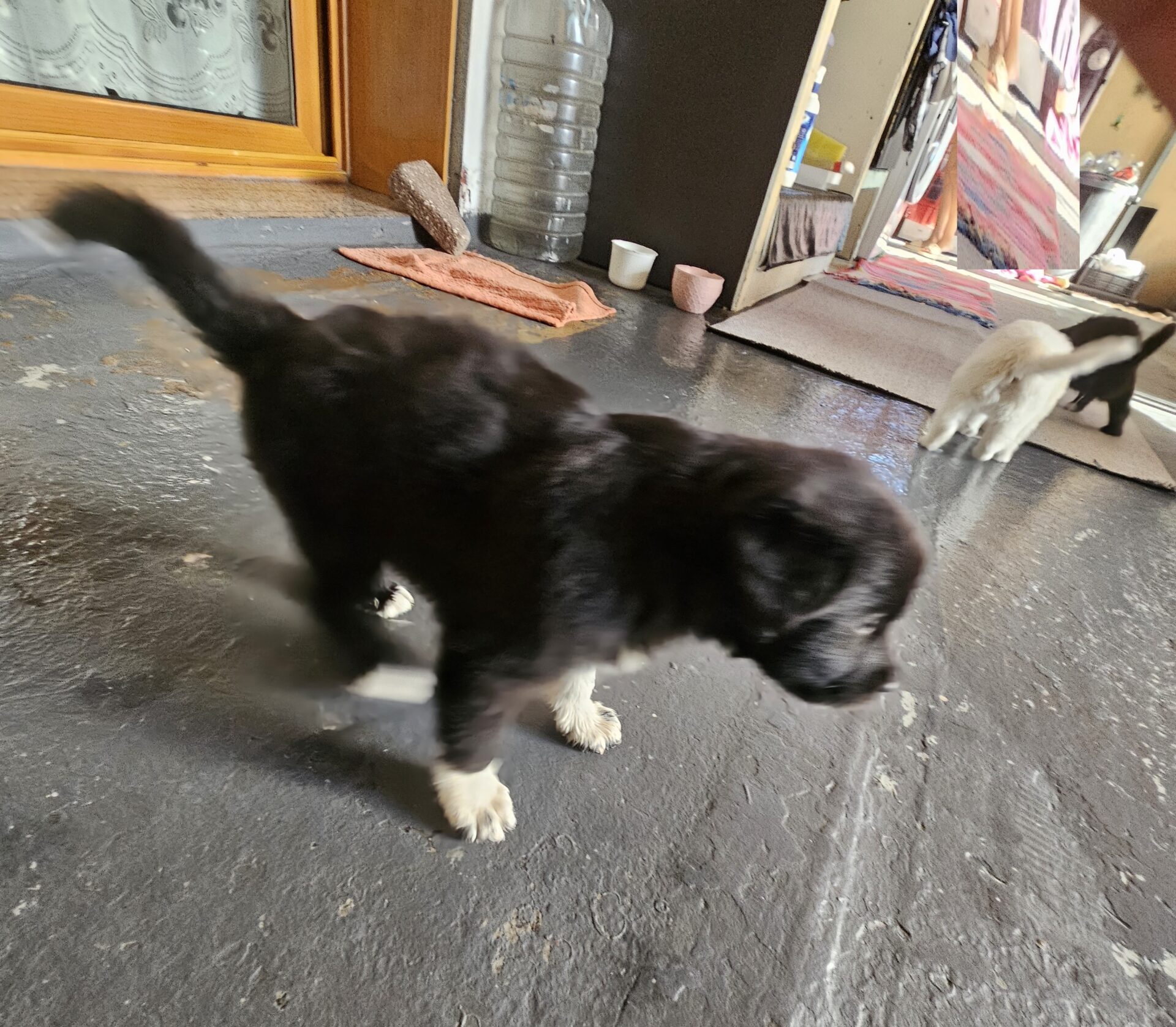 PATERNO'. DUE CUCCIOLE ABBANDONATE : AIUTIAMOLI A TROVARE UNA CASA