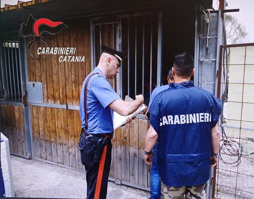 CAMPOROTONDO ETNEO, ALLEVAVANO ABUSIVAMENTE CANI E CONIGLI IN STRUTTURE NON AUTORIZZATE. DENUNCIATI