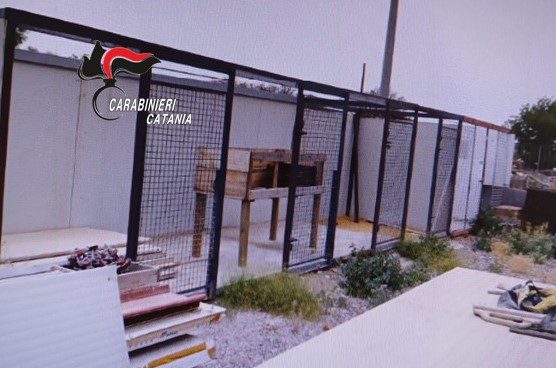 CAMPOROTONDO ETNEO, ALLEVAVANO ABUSIVAMENTE CANI E CONIGLI IN STRUTTURE NON AUTORIZZATE. DENUNCIATI