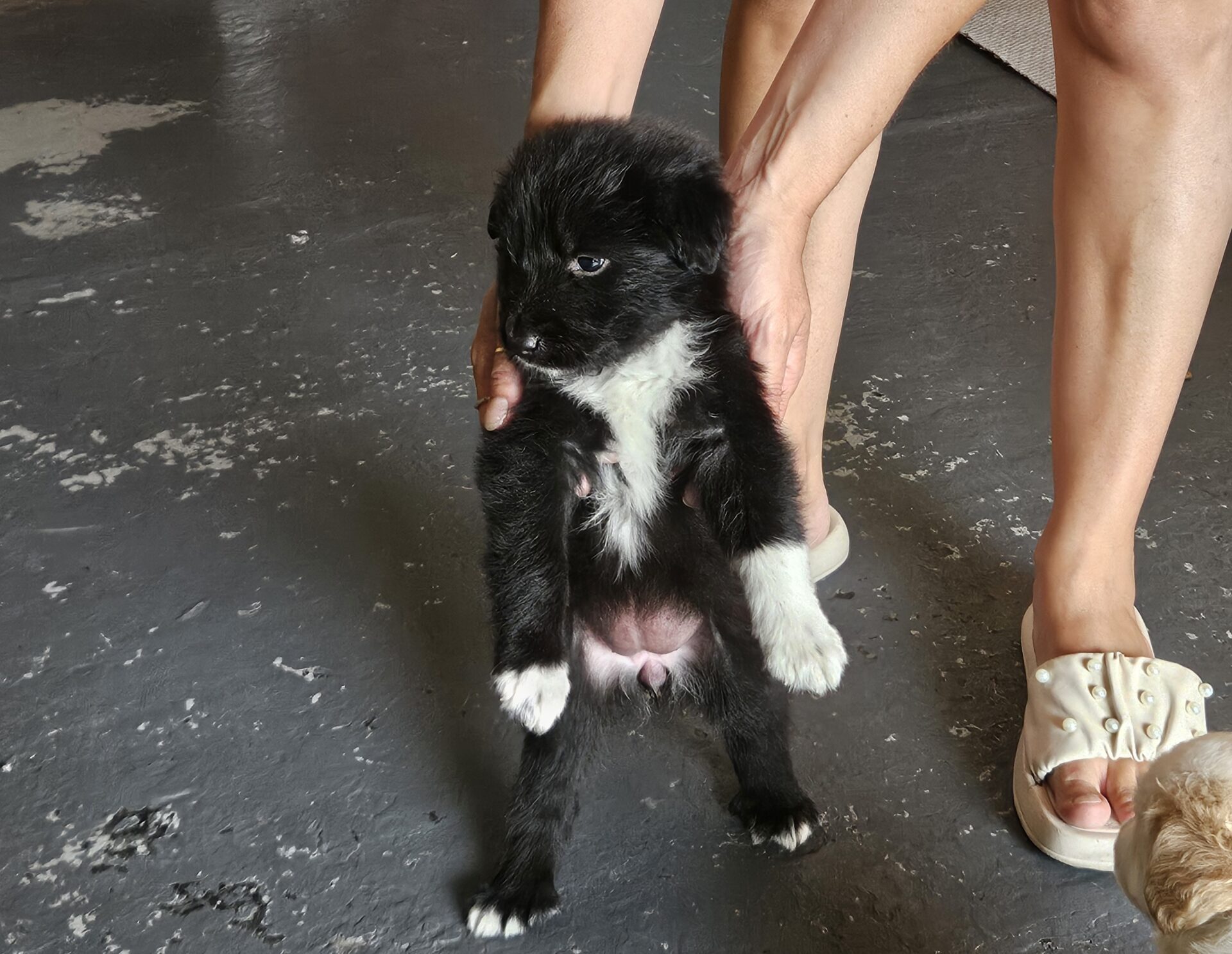 PATERNO'. DUE CUCCIOLE ABBANDONATE : AIUTIAMOLI A TROVARE UNA CASA