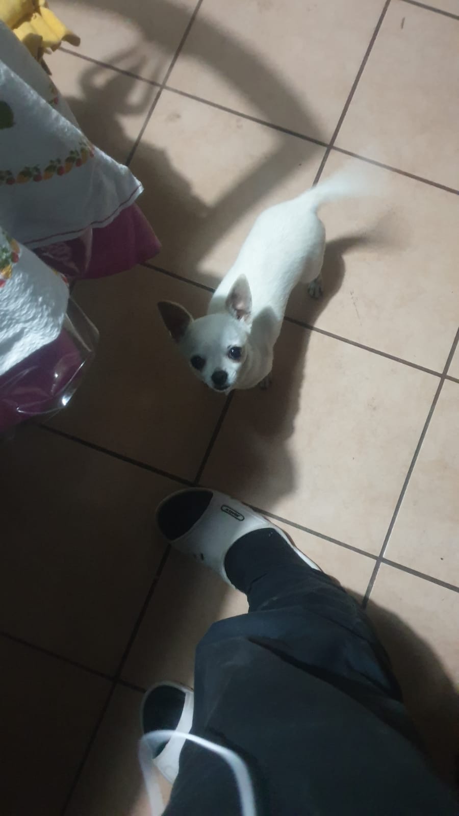 ANNUNCIO RUBRICA SOS ANIMALI: CHIHUAHUA SMARRITO ZONA SCHETTINO