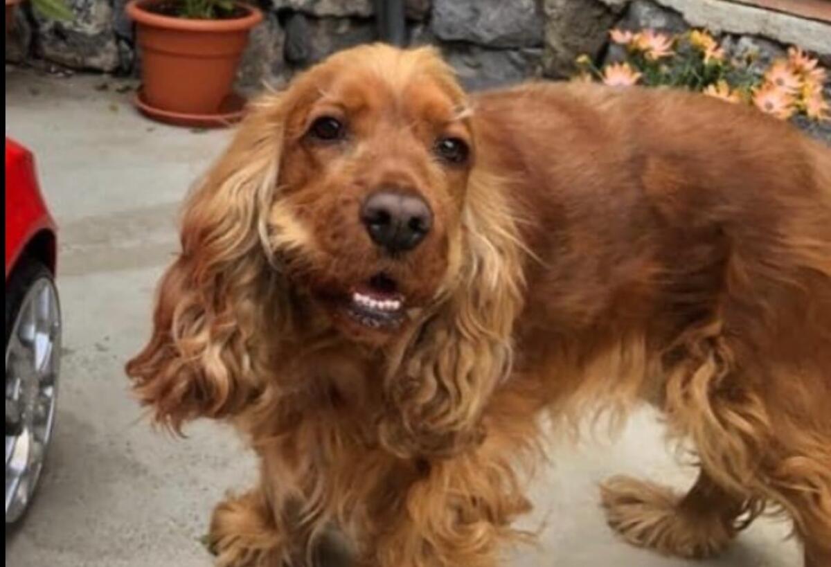 RUBRICA SOS ANIMALI. SMARRITA COCKER FEMMINA A RAGALNA: AIUTACI A TROVARLA - 
