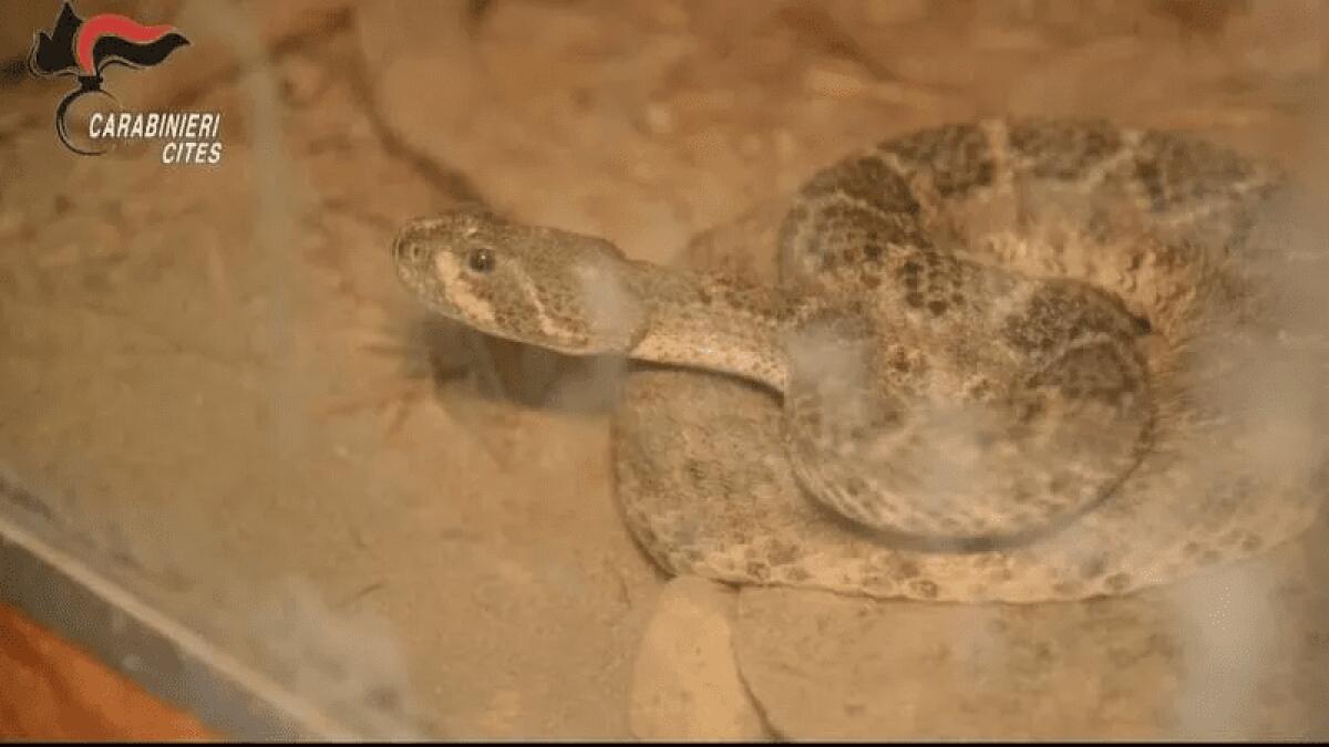 TRASFERITI DA BELPASSO A BENEVENTO: 3 CROTALI, UNA TARTARUGA AZZANNATRICE E UNA VIPERA, DETENUTI SENZA AUTORIZZAZIONI IN CONDIZIONI PERICOLOSE - 
