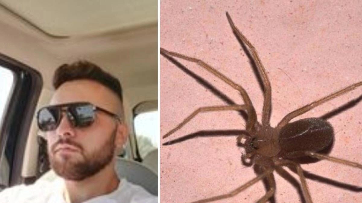 BARI. MUORE UN 23ENNE IN SALENTO, ERA STATO MORSO DA UN RAGNO VIOLINO - 