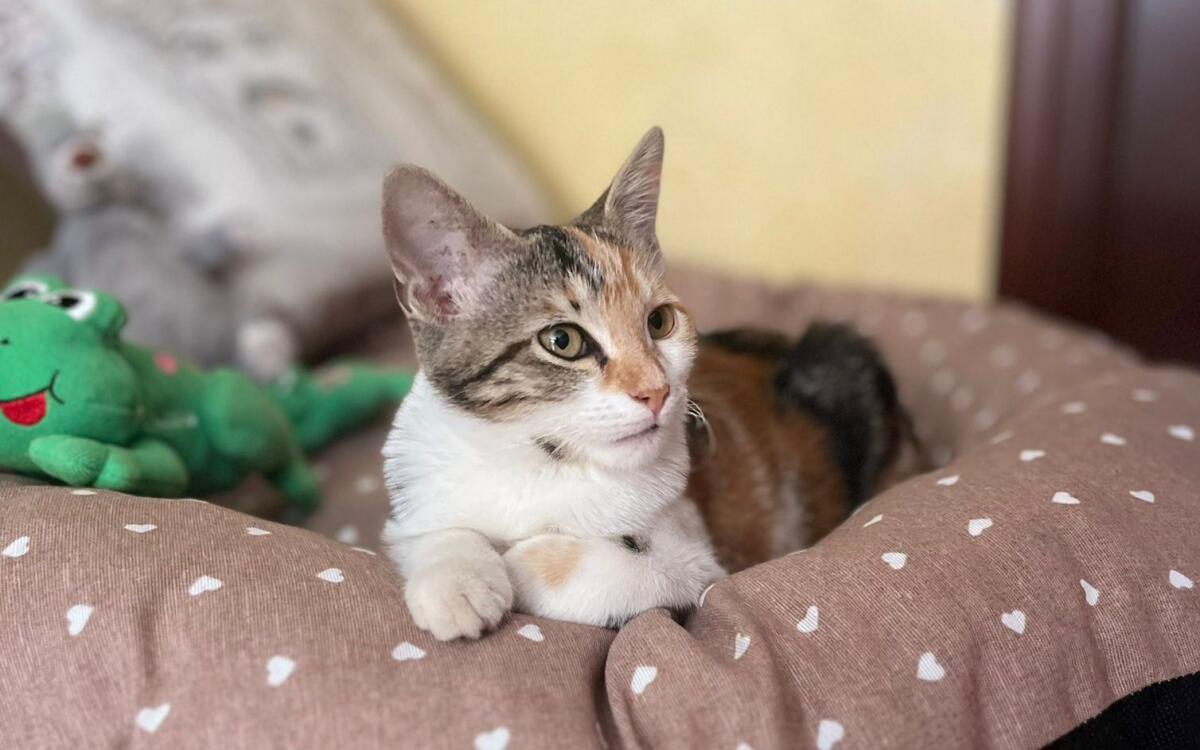 S.O.S. ANIMALI: GATTINA RITROVATA IN VIA SARDEGNA A PATERNÒ – QUALCUNO LA STA CERCANDO? - 