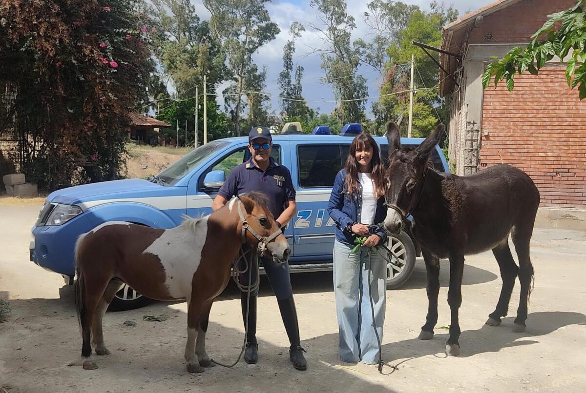 POLIZIA SVENTA MACELLAZIONE ILLEGALE: RITROVATI PONY E ASINA RUBATI A RAMACCA - 