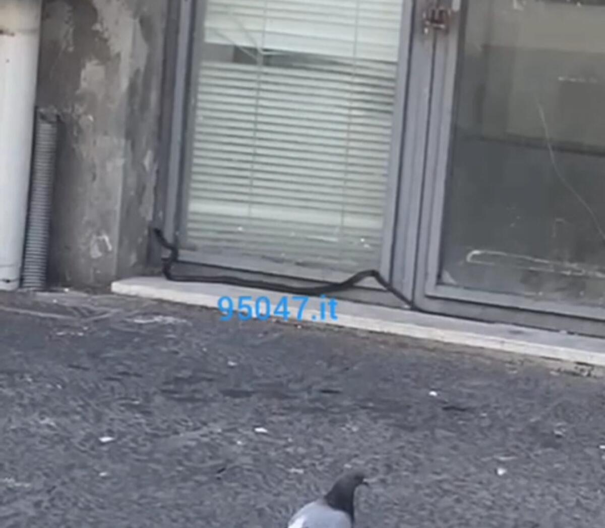 PATERNO'. UNA SERPE ATTRAVERSA I "QUATTRO CANTI" - 